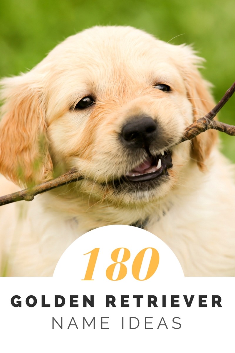 Over 180 Golden Retriever Names for Your Beloved Pup