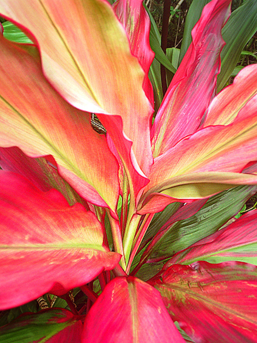 Photo Gallery The amazing colors and patterns of tropical foliage