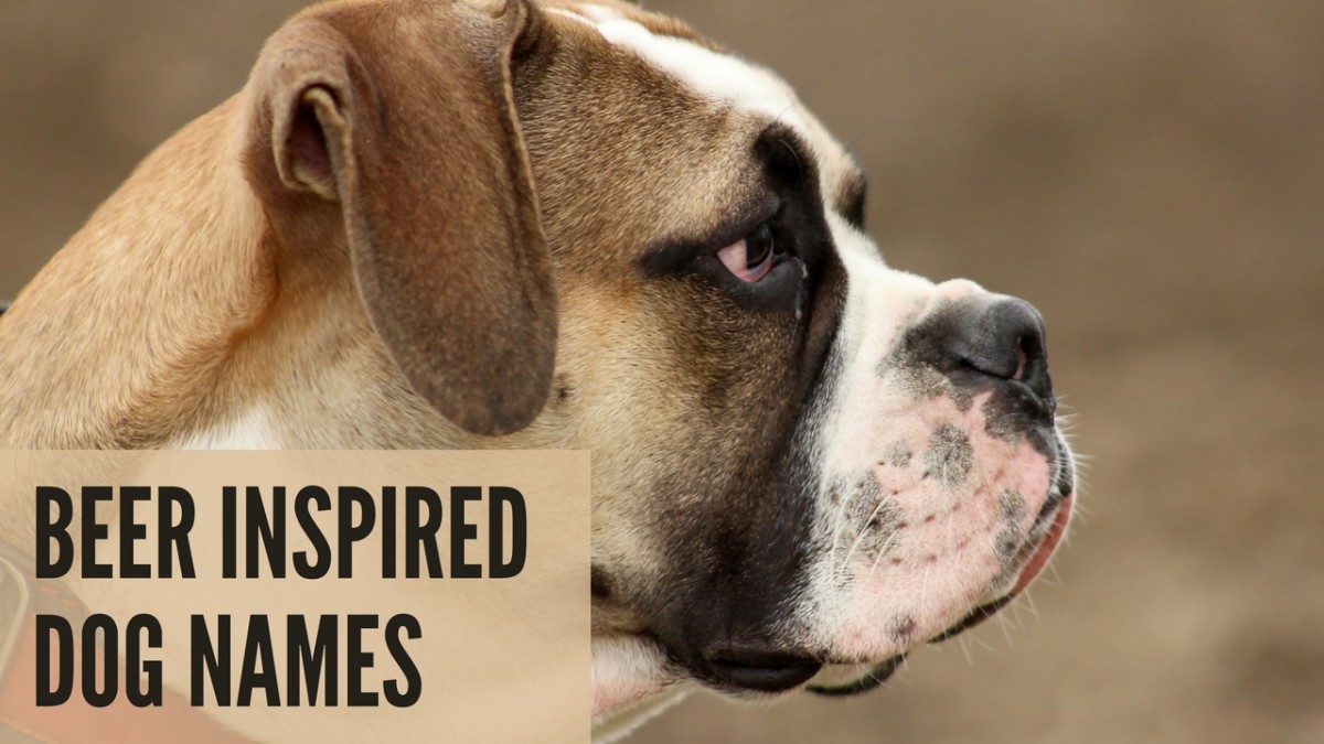 220+ Fun AlcoholInspired Dog Names PetHelpful