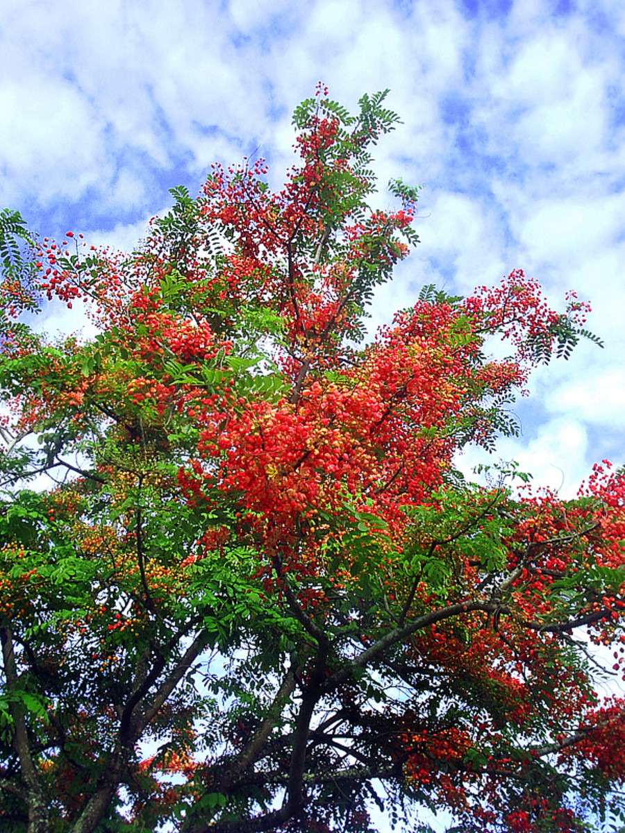 Photo Gallery The rainbow shower trees of Hilo on the Big Island of