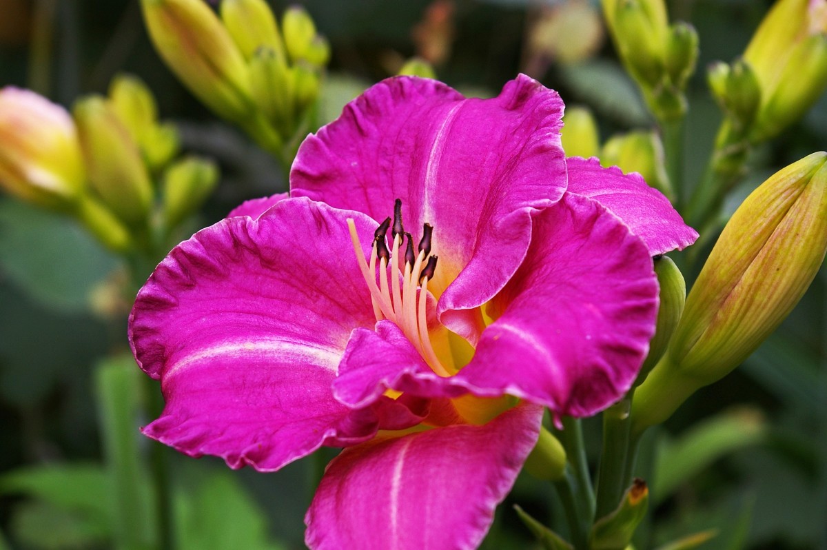 How to Keep Stella de Oro Daylilies Blooming All Season Dengarden