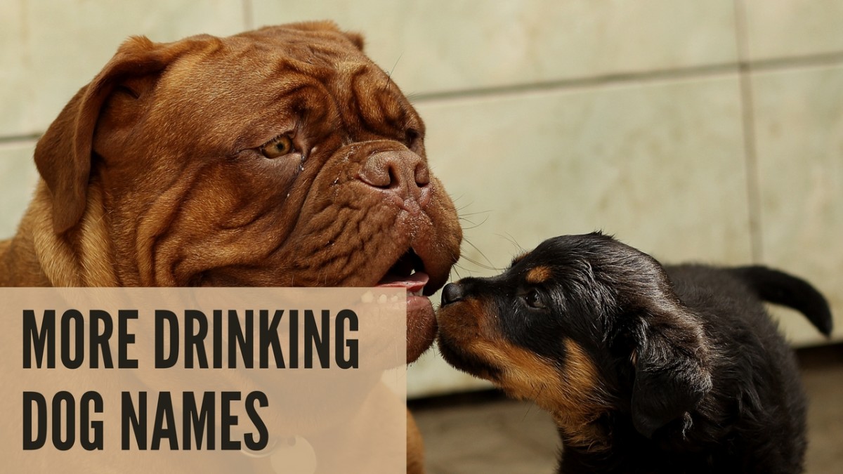 220+ Fun AlcoholInspired Dog Names PetHelpful