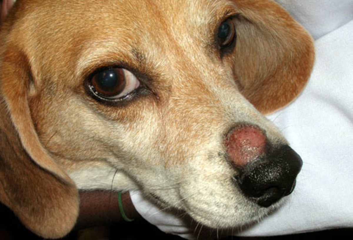 Is Dog and Cat Ringworm Contagious? PetHelpful