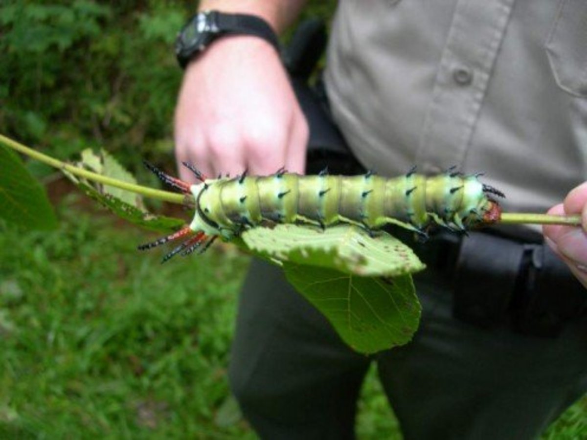 Hickory Horned Devil Caterpillars Ferocious Looking, but Harmless
