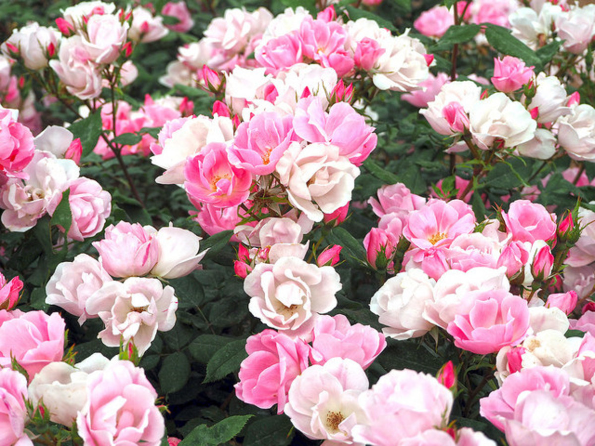 Growing and Caring for Knock Out Roses Dengarden