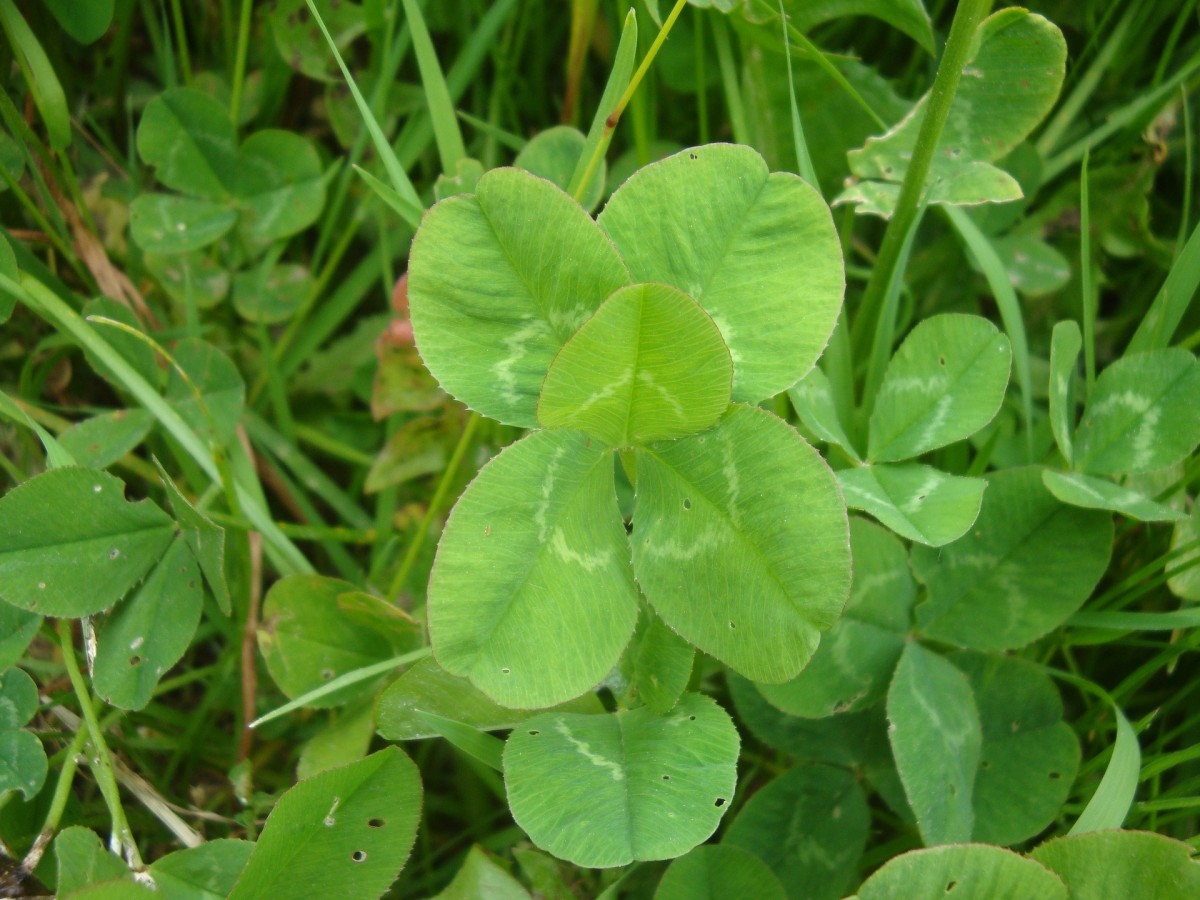 Counting Five Leaf Clovers A Love Poem LetterPile