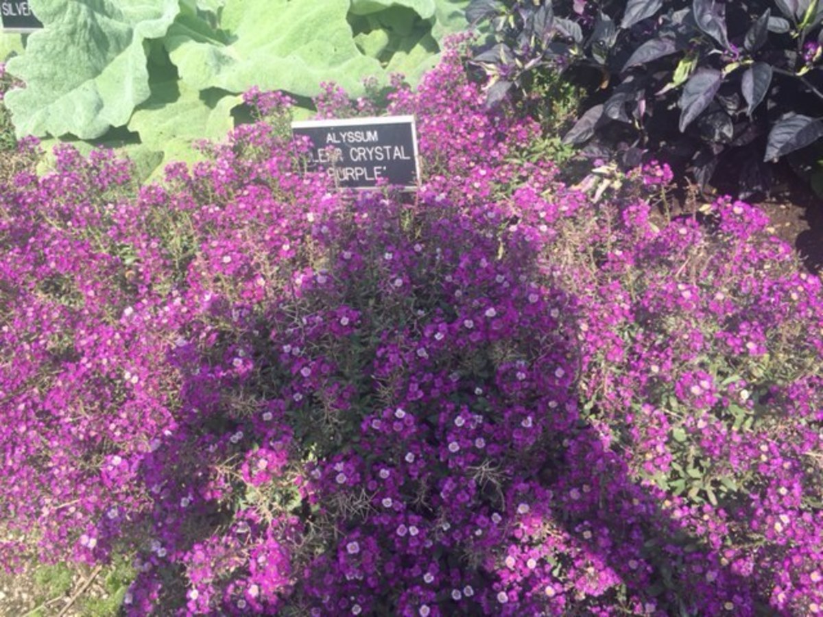 Sweet Alyssum How to Grow and Care for This Flowering Ground Cover