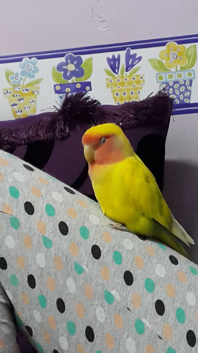 How to Put Lovebirds Back in Their Cage PetHelpful