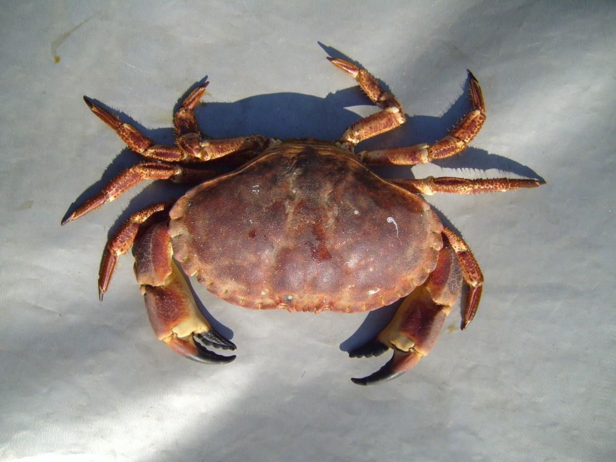 Samurai Crab HubPages