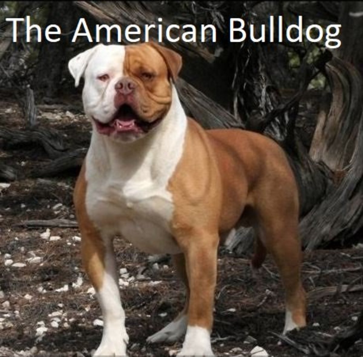 27+ Different Type Of Bulldog Picture Bleumoonproductions