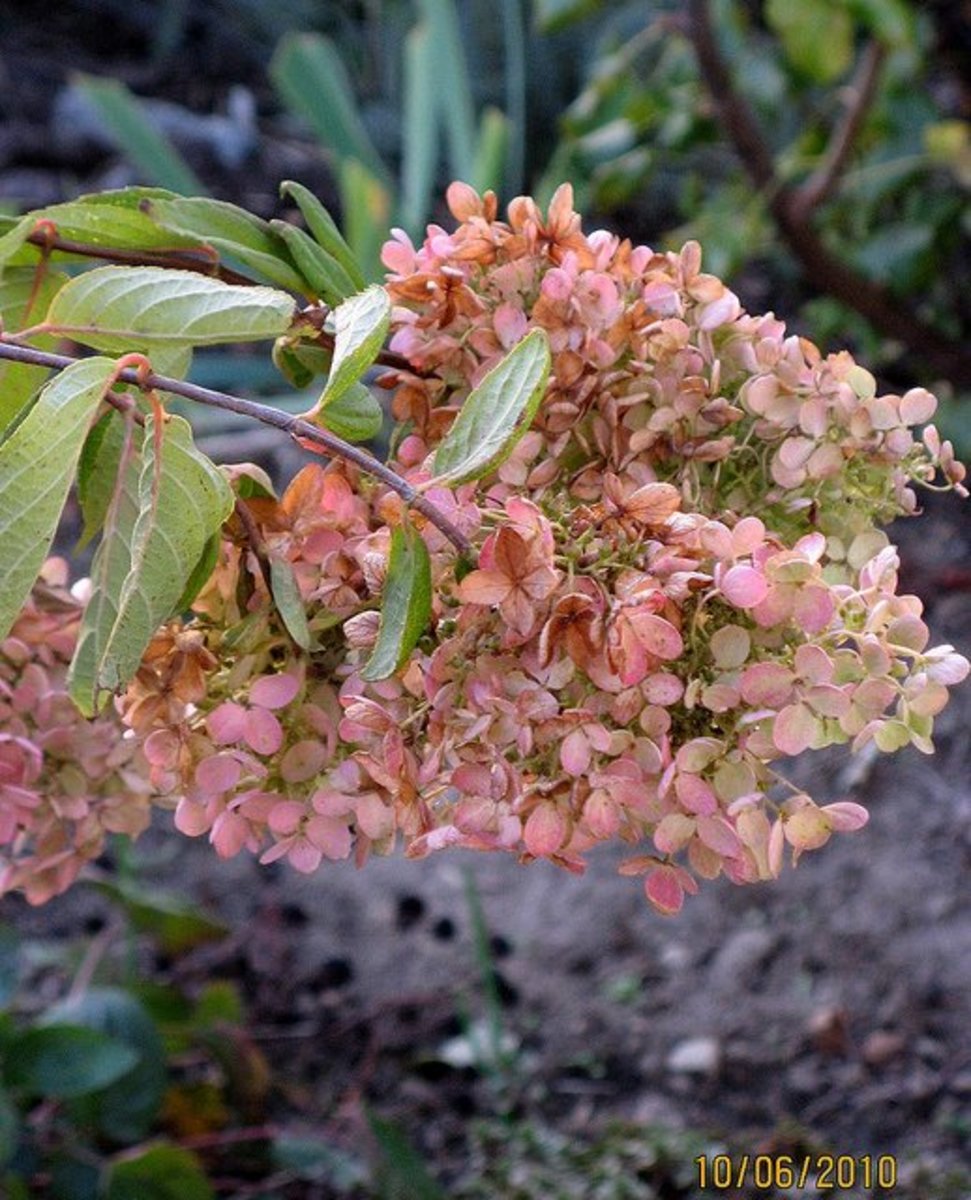 How to Grow Vanilla Strawberry Hydrangea Dengarden