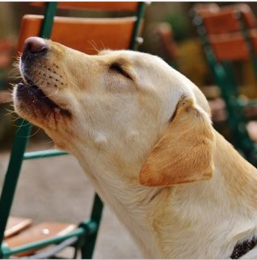 How to Keep a Dog From Barking at the TV PetHelpful