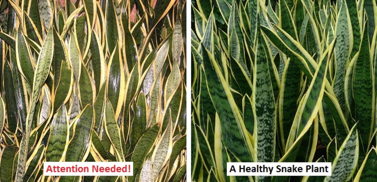 How to Care for a Snake Plant Dengarden
