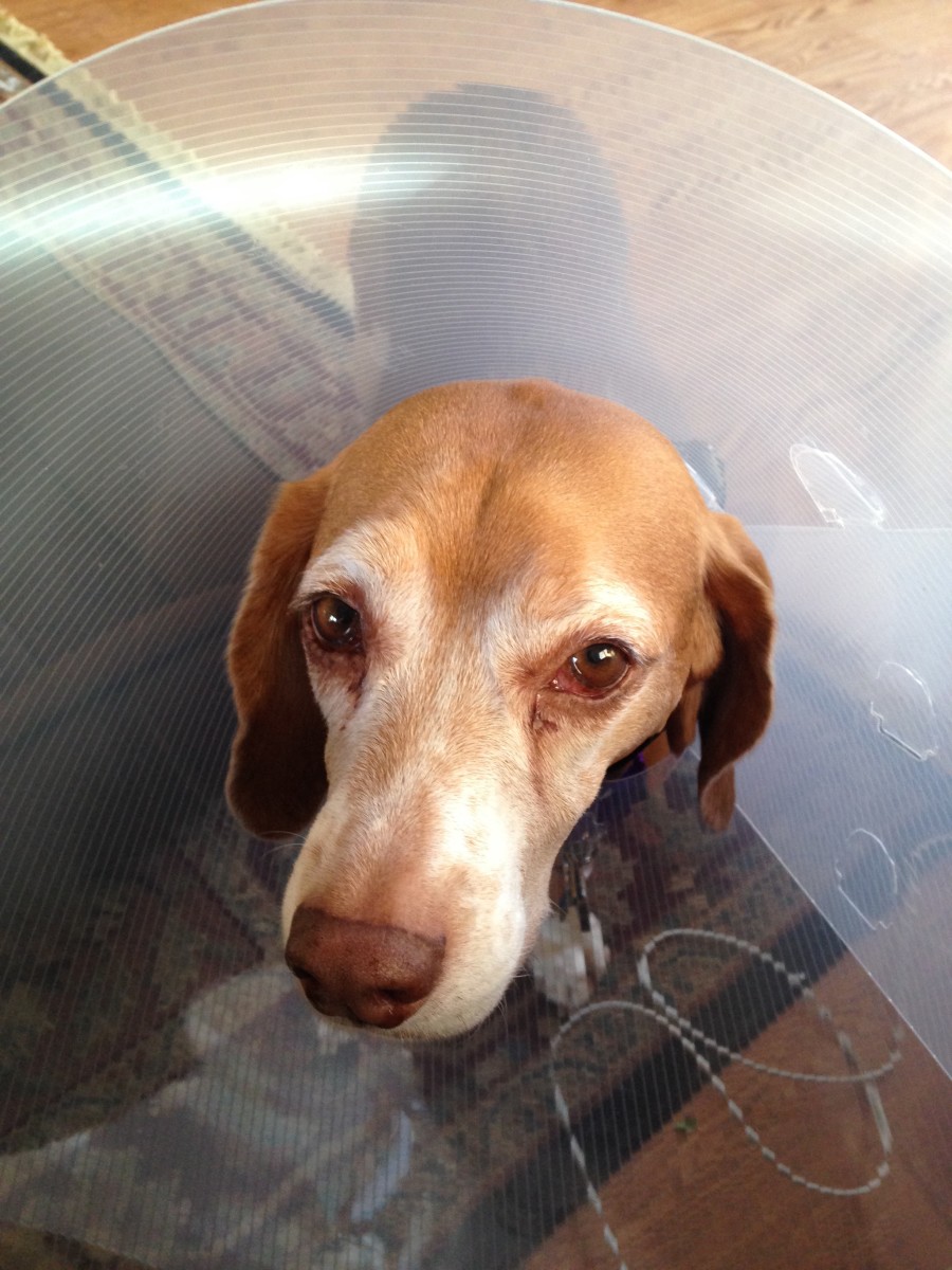 Dog Paws Red Between Toes PetsWall