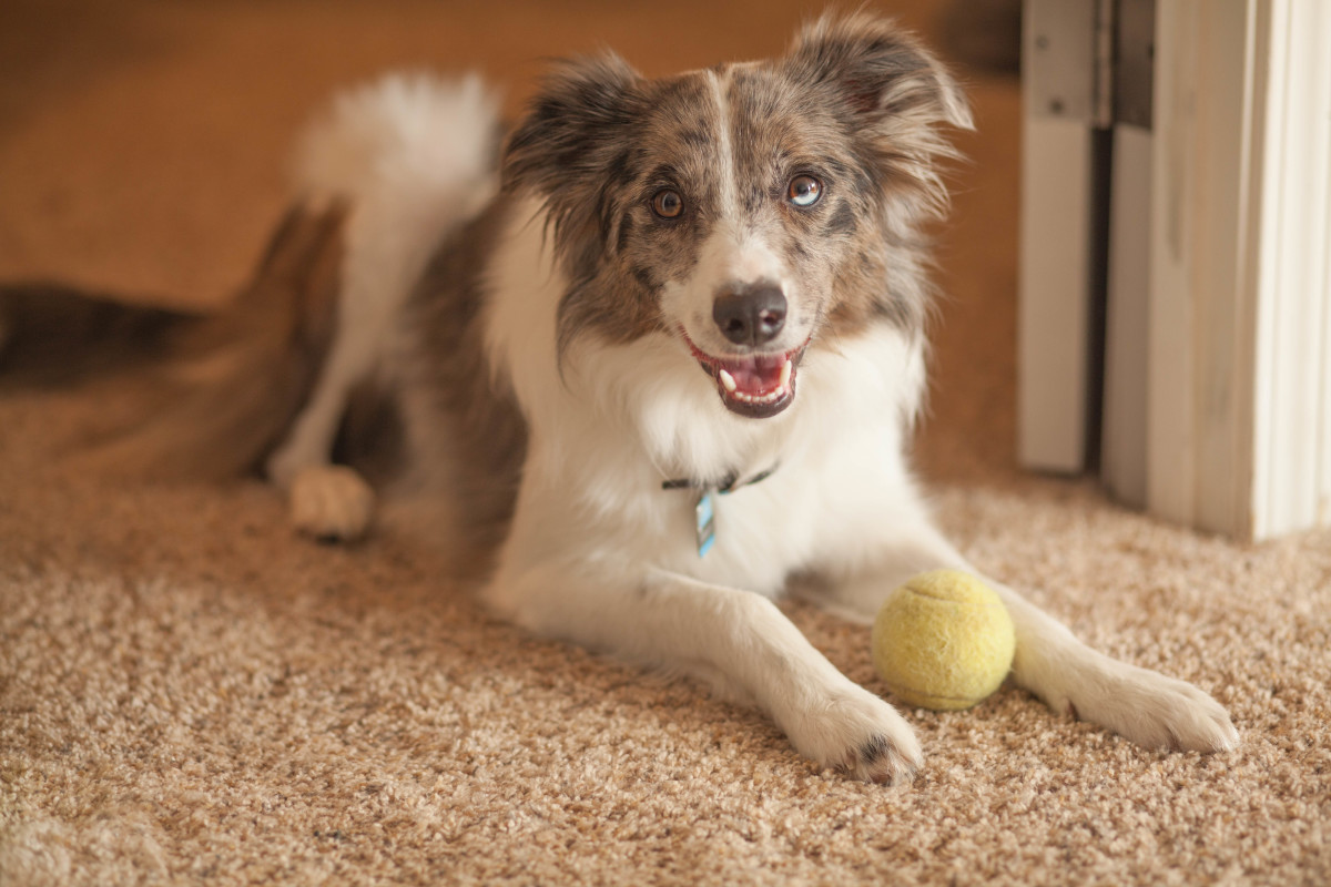 9 Reasons Why Your Dog Keeps Licking Their Paws PetHelpful