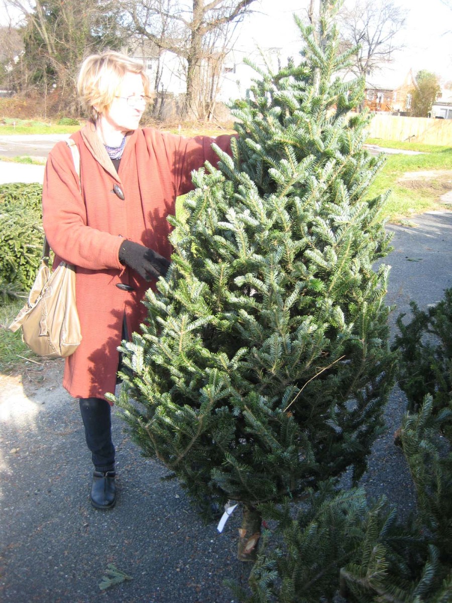 How to Choose, Store, and Decorate A Live Cut Christmas Tree HubPages