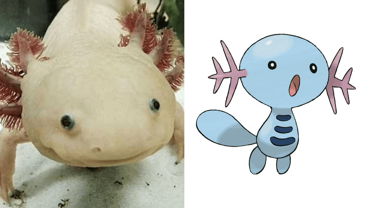 20 Real Pokemon You Can Own as Pets PetHelpful