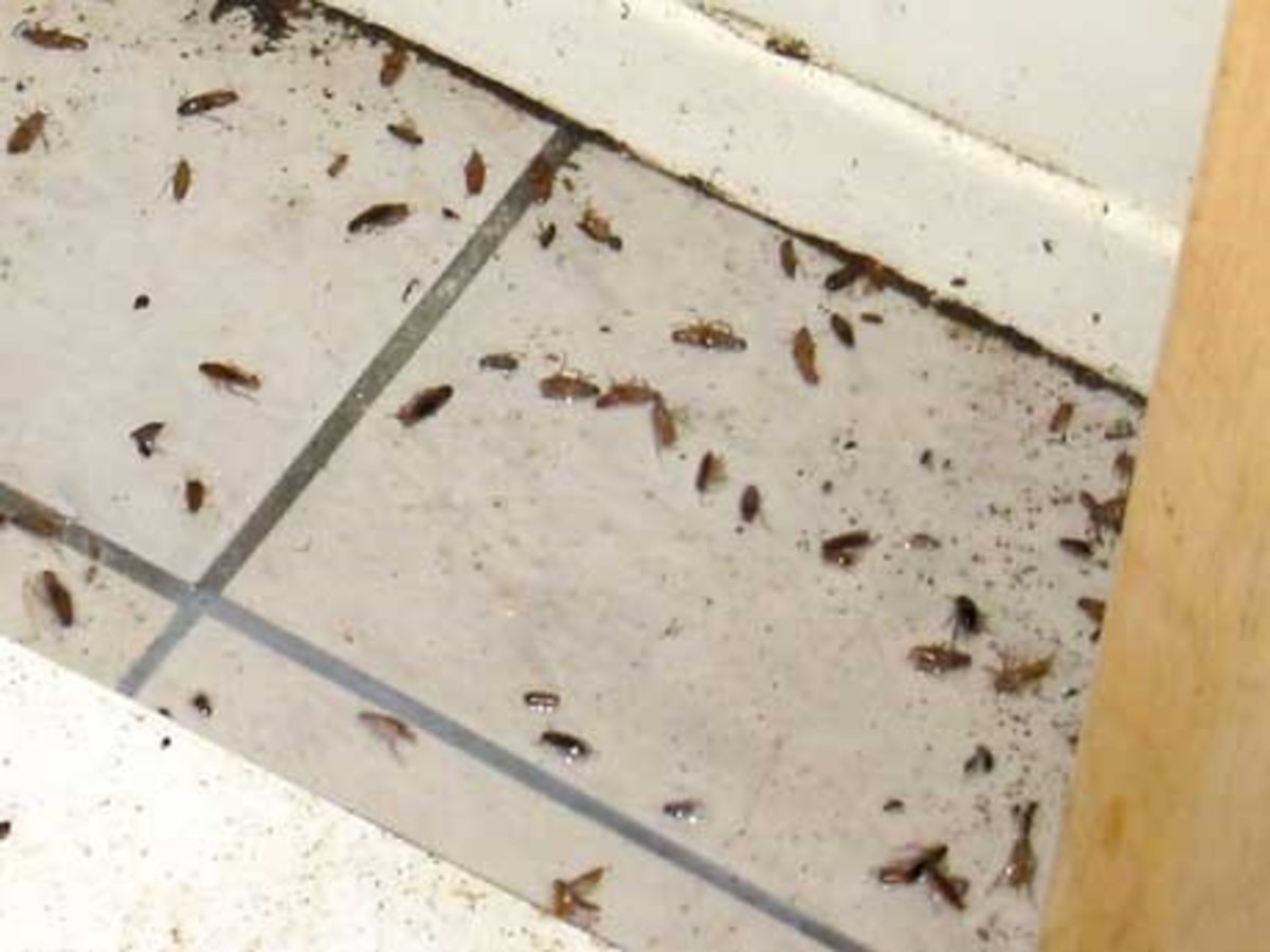 How to Get Rid of Roaches DIY Extermination Dengarden