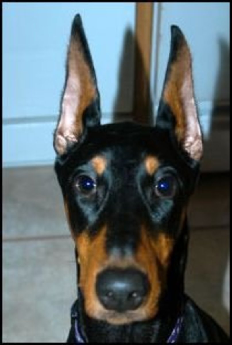 Doberman Ear cropping is it necessary? HubPages