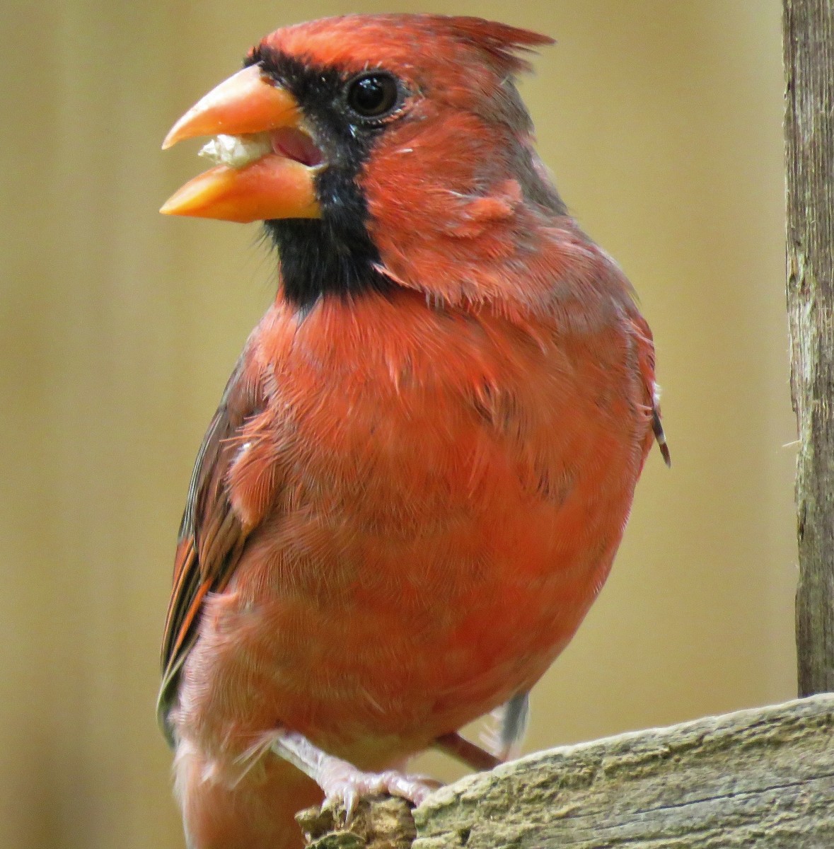 8 Easy Ways to Landscape Under Bird Feeders Dengarden