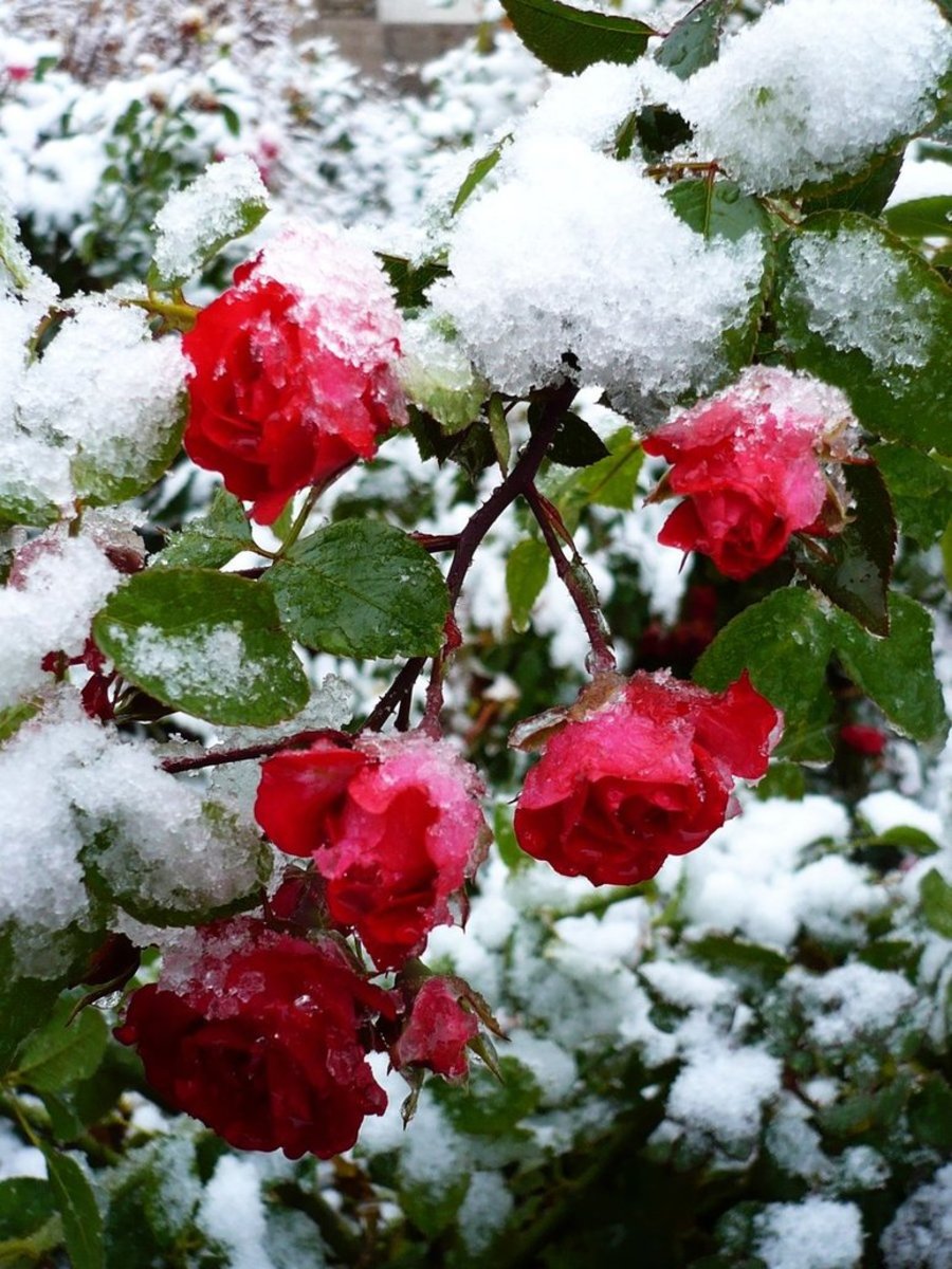 Snow Upon the Roses LetterPile