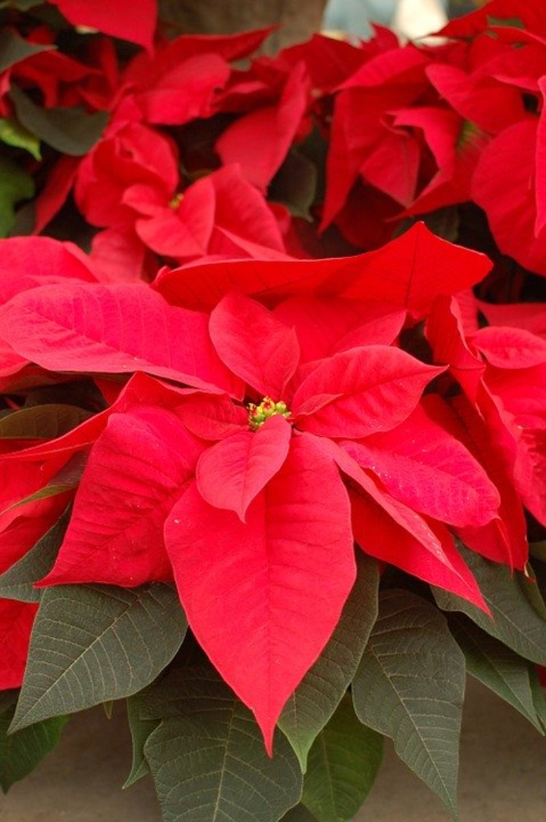 How to Grow Poinsettias for Christmas Dengarden