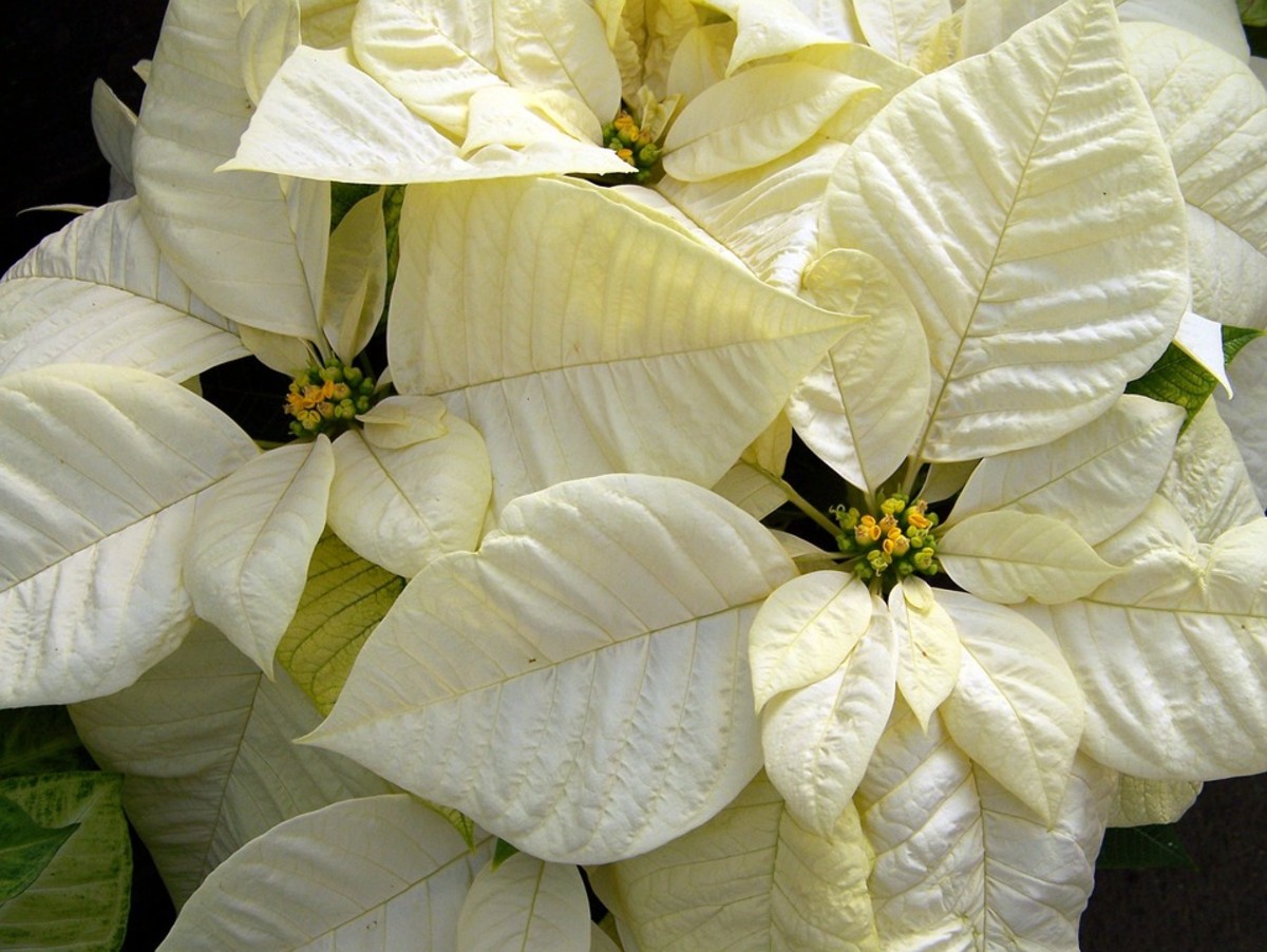 How to Grow Poinsettias for Christmas Dengarden