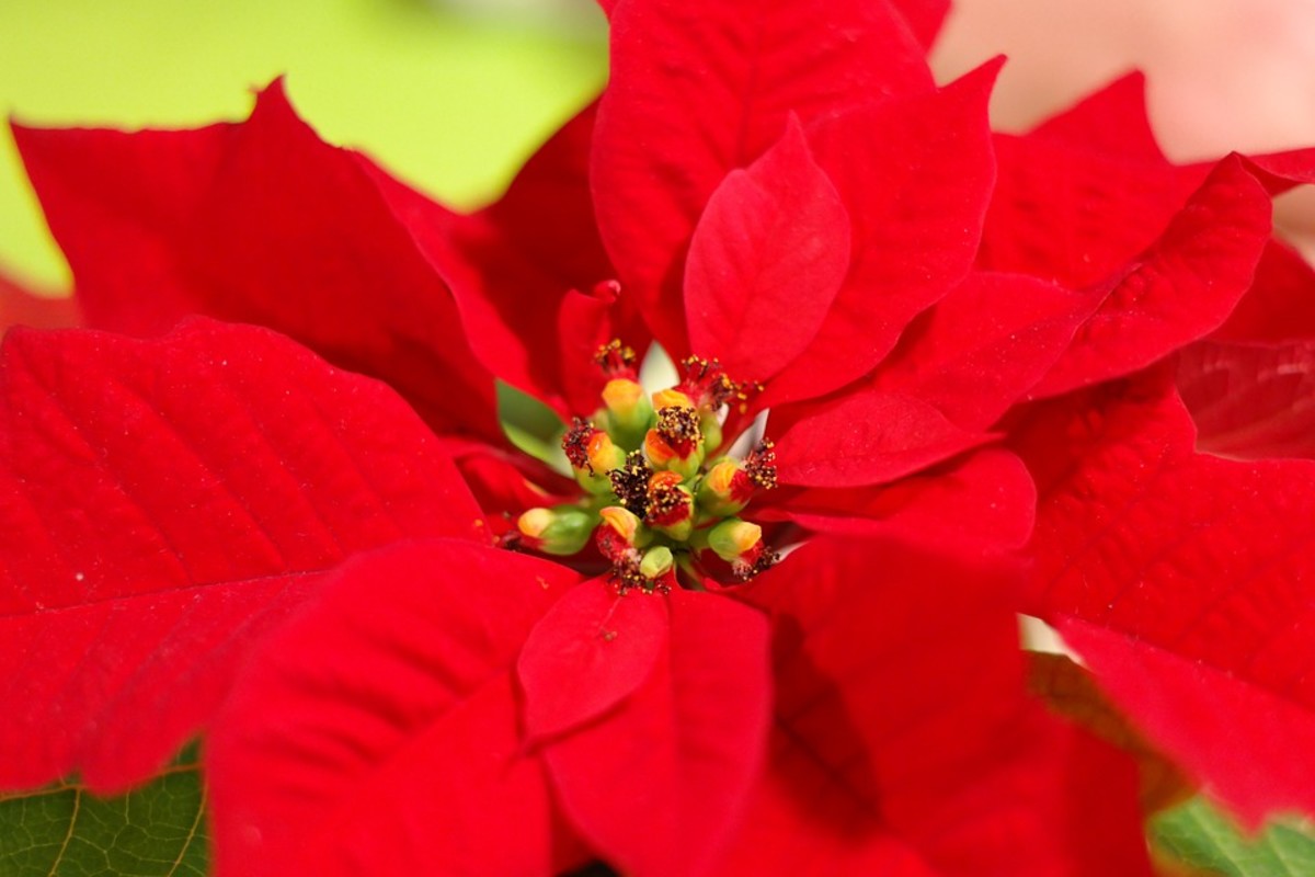 How to Grow Poinsettias for Christmas Dengarden