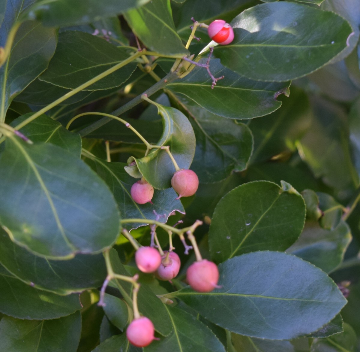 Common Shrubs for Temperate Climates That Are Easy to Grow Dengarden