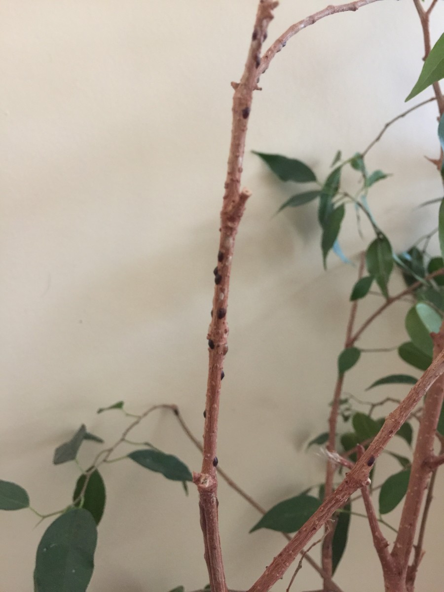 Sticky Residue on Houseplant You May Have Scale HubPages