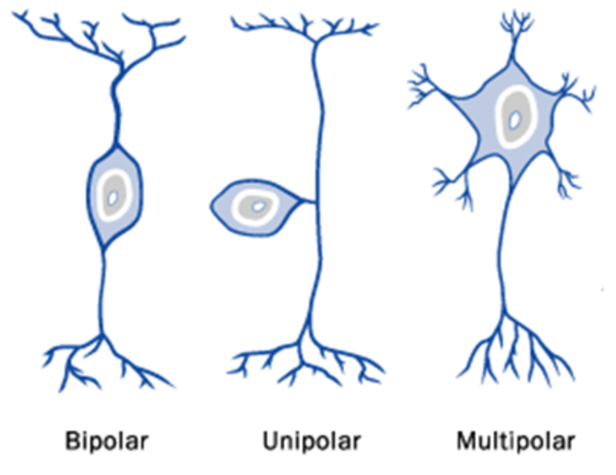 Neuroscience Basics The Neuron Owlcation