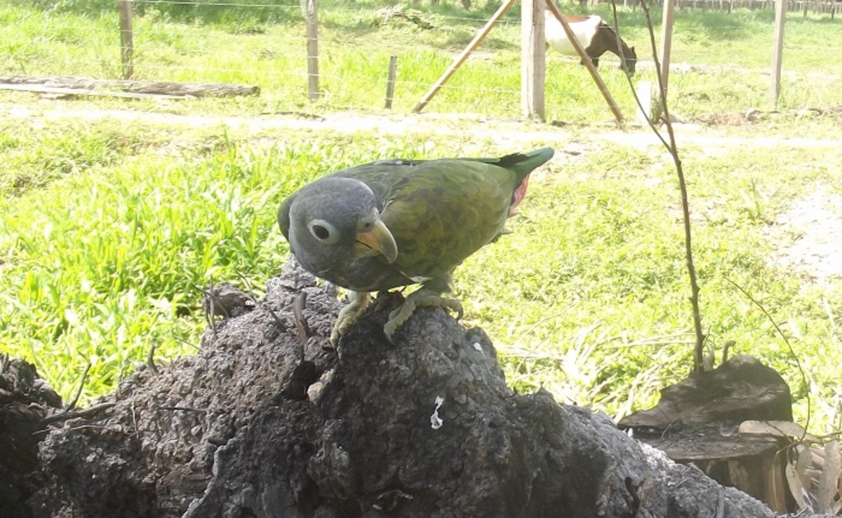 Feeding and Exercising Your Pionus Parrot PetHelpful