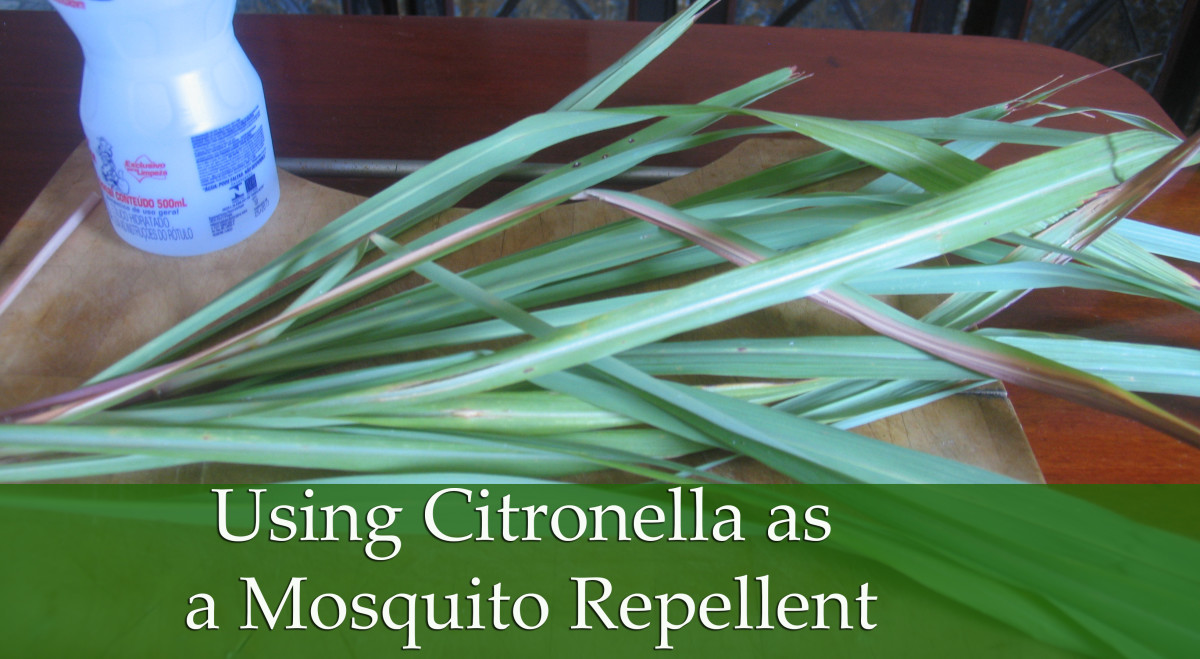 Homemade Mosquito Repellent for Dogs HubPages