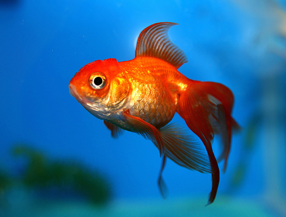 The Best and Worst Beginner Fish for Your Aquarium PetHelpful