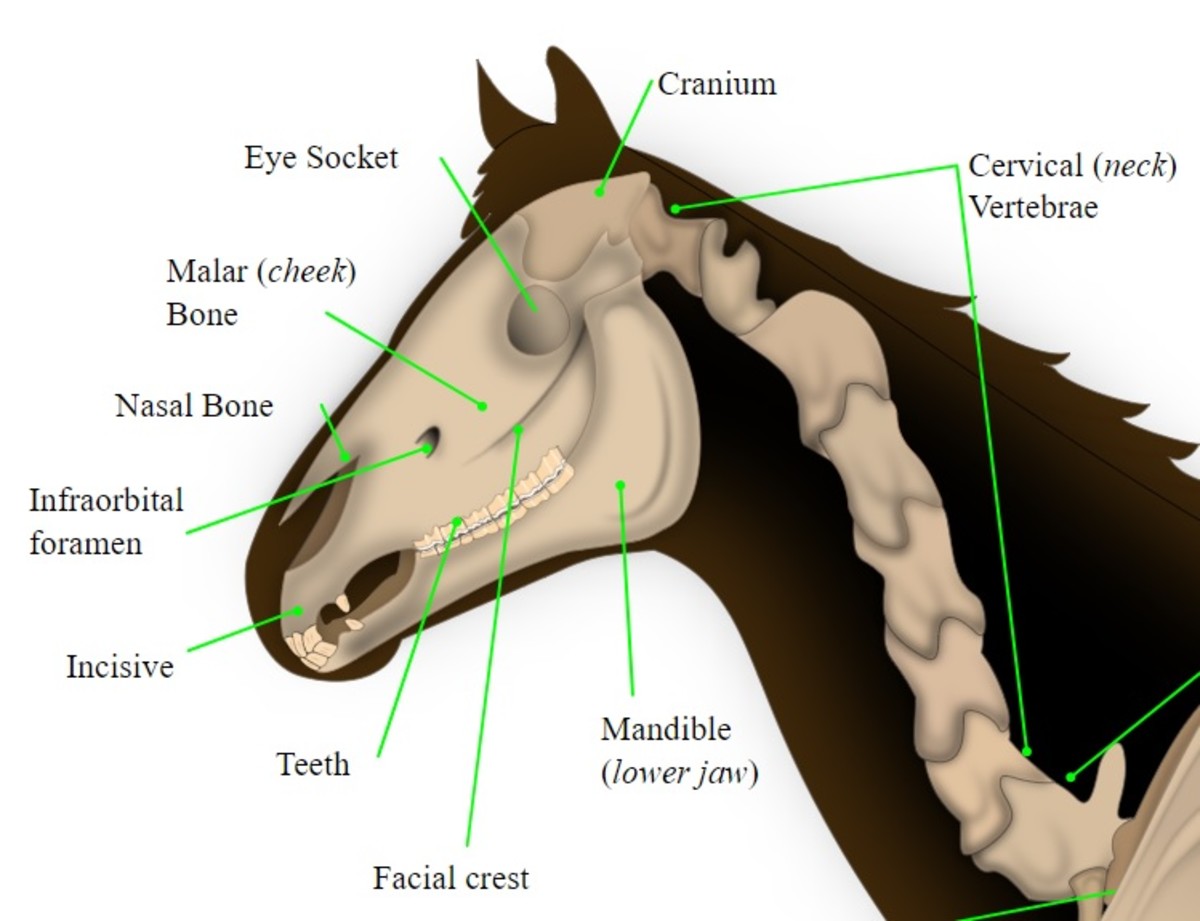 Fitting your Anatomic (micklem) style bridle