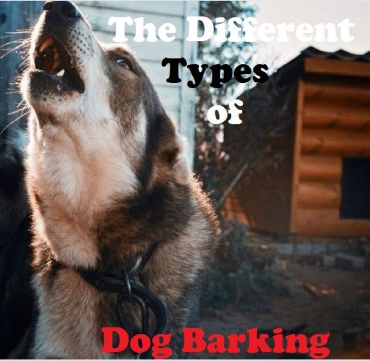 The Different Types of Dog Barking PetHelpful