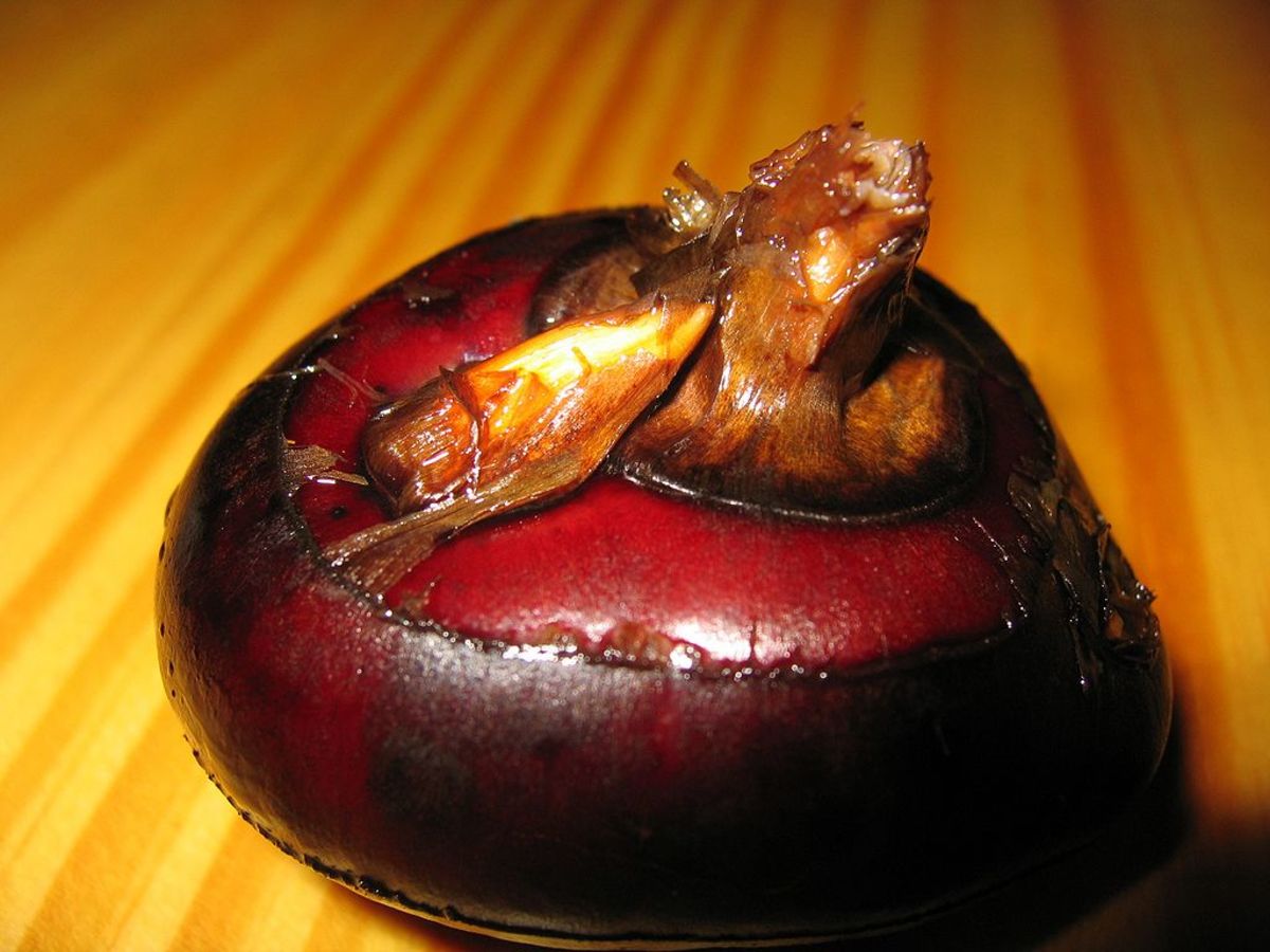 Topi Tambo, the Water Chestnut of the Caribbean and South America