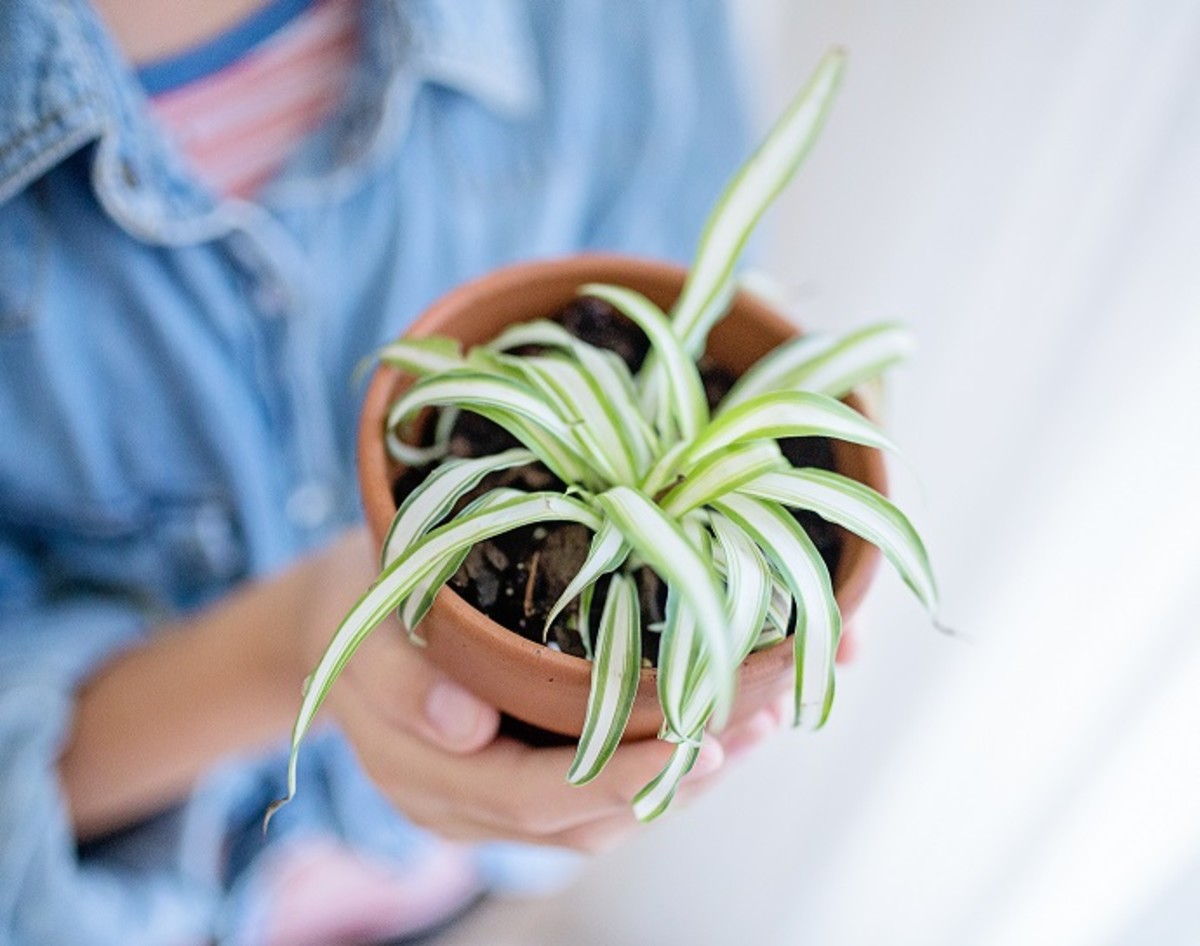 The 8 Best LowLight and LowMaintenance Office Plants Dengarden