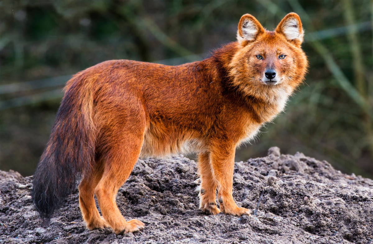 11 Excellent but Endangered Indian Dog Breeds PetHelpful