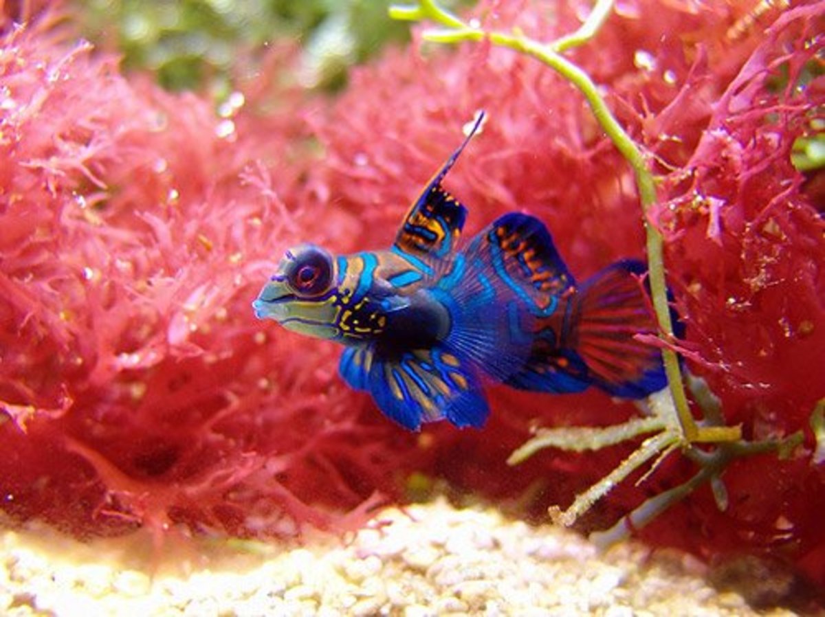 Mandarin Fish Facts and Care PetHelpful