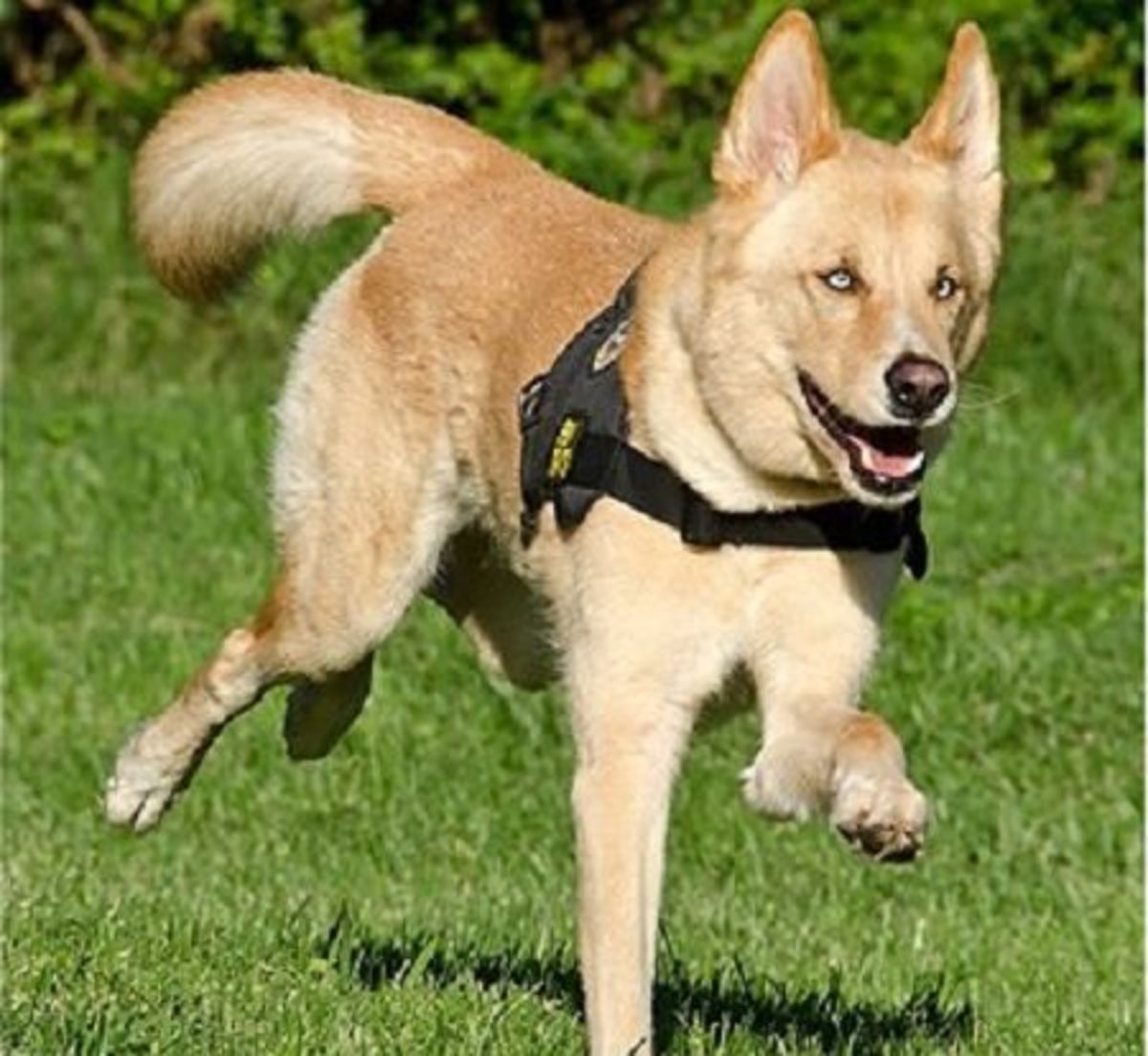 Dog Exercise Program Preparation and Care for Field Exercises PetHelpful