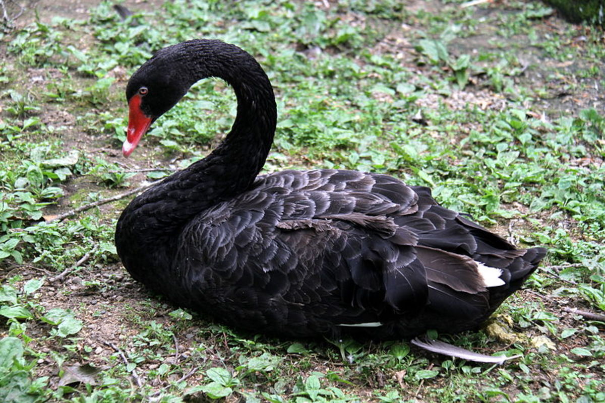 Facts of the Black Swan Owlcation