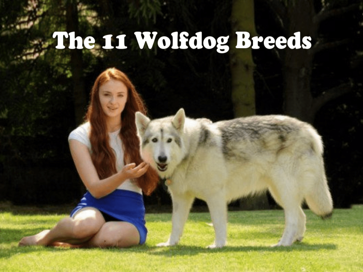 11 Best Wolfdog Breeds HubPages