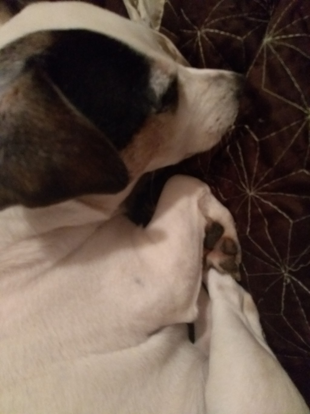 Bones the Jack Russell HubPages