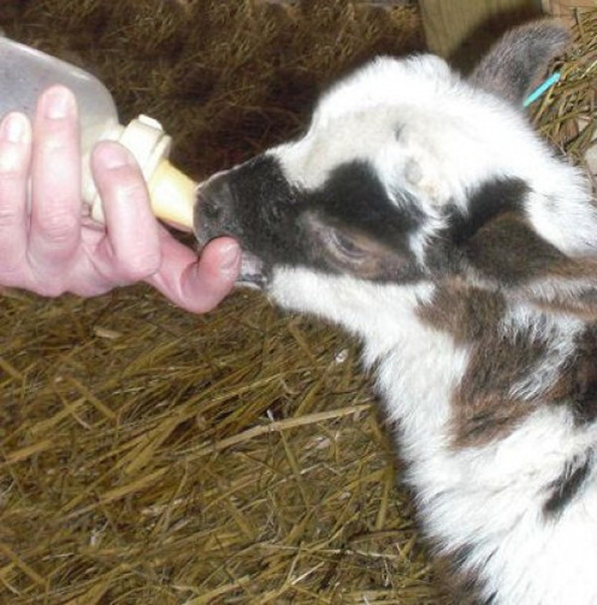 The Best Way to Take Care of a Rejected Lamb PetHelpful