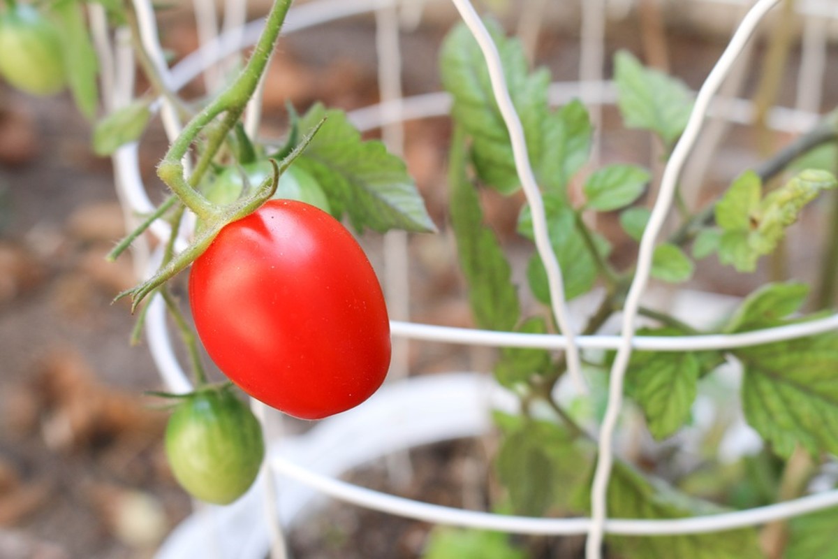 4 Easy Ways to Support Your Growing Tomatoes Dengarden