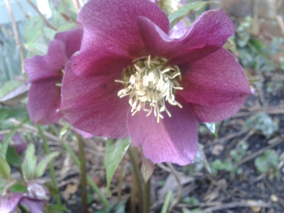 10 Mauve and Purple Flowers for Your Garden Dengarden