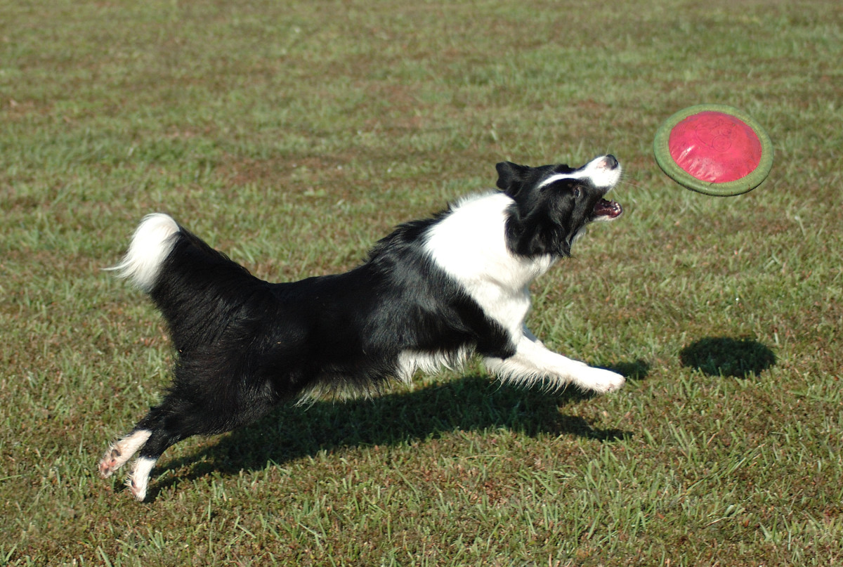 Over 100 Unique Names for Energetic Dogs PetHelpful