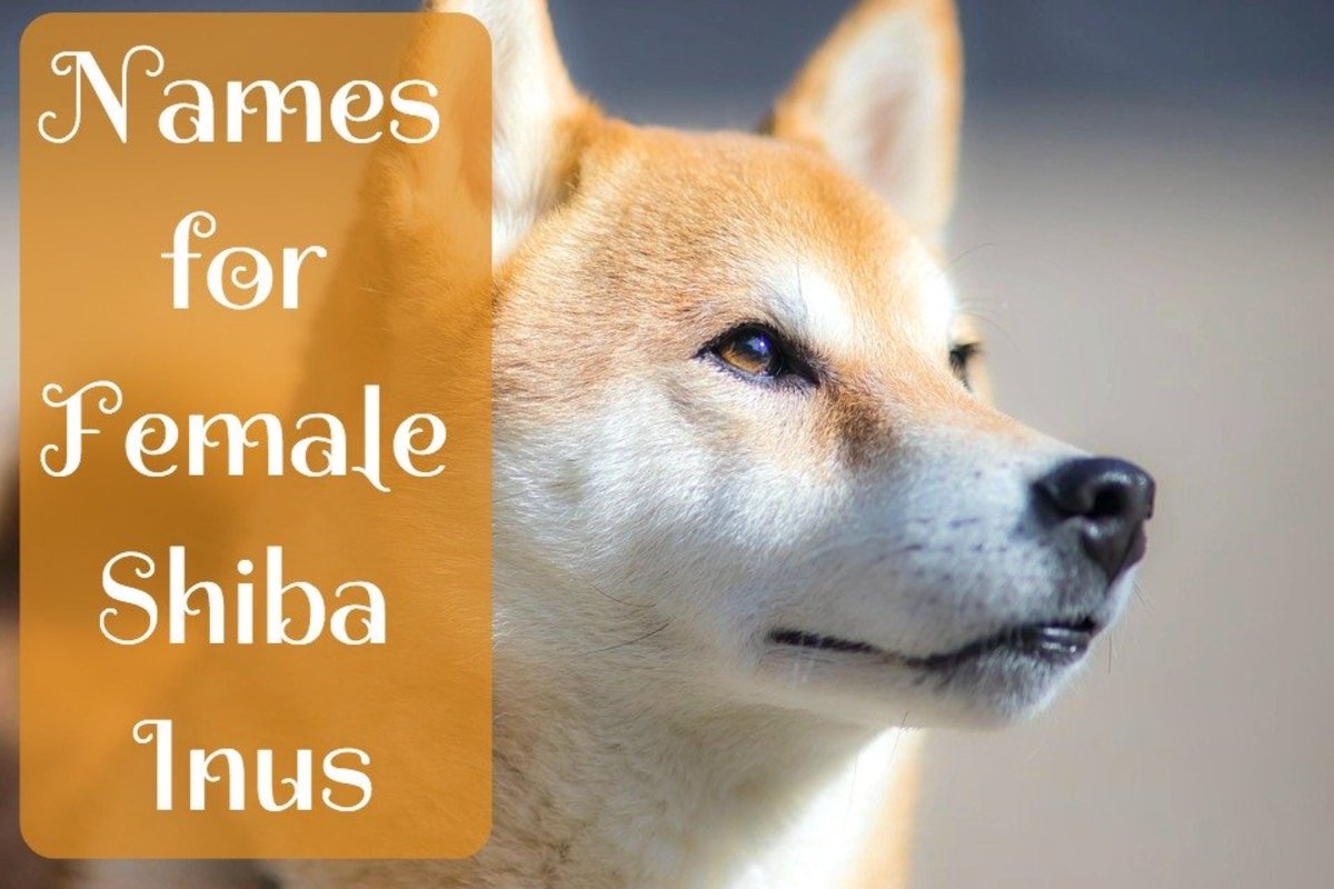 Cute and Creative Female Shiba Inu Names PetHelpful