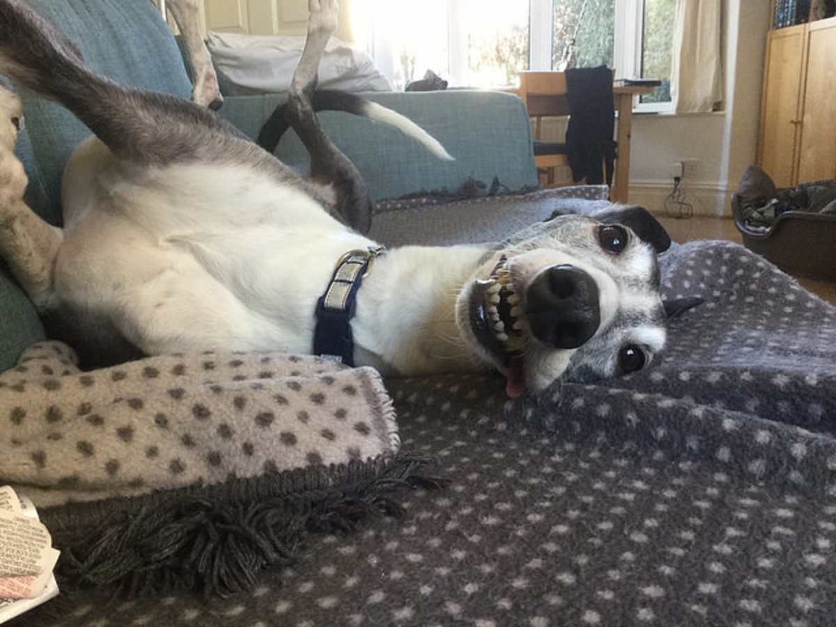 How to Help a Submissive Dog Build Confidence PetHelpful